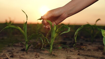 farmer hand touches green corn leaves sunset, corn germ harvest farm dawn field, harvesting,...