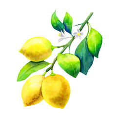 Watercolor lemon branch isolated on white background.