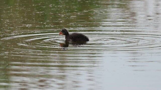Polluelo de focha moruna Fulica cristata nadando en laguna del parque natural el Hondo, Espa&ntilde;a