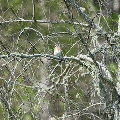 Female Eastern Bluebird, sialia sialis, perched on a tree branch in spring.