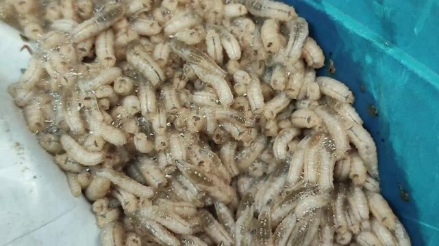 Macro view of live maggots wriggling inside a blue plastic container, commonly used as fishing bait or organic waste processing.
