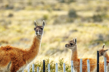 Guanacos in Torres del Paine Nationalpark, Patagonia, Chile