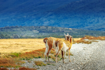 Guanacos in Torres del Paine Nationalpark, Patagonia, Chile