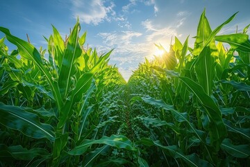 Fototapeta premium Vibrant cornfield at sunrise with clear blue sky and a pathway through lush greenery