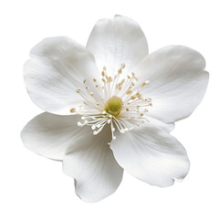 Delicate white flower blossom petals stamens pistil nature bloom floral beauty