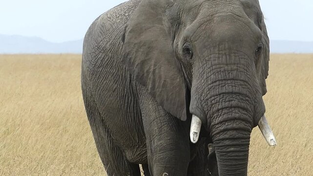 &eacute;l&eacute;phant