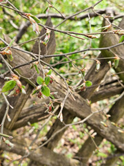 Close-up view of fresh spring buds on branches against a rustic wooden fence background. Captures the renewal of nature during springtime with emerging green leaves