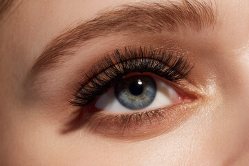 Fototapeta premium close up of blue eye with long, voluminous eyelashes and well groomed eyebrows, showcasing natural beauty