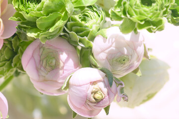 A fragment of a bouquet of green ranunculus of the Pon Pon variety and pink ranunculus of the Cloni variety. Delicate floral arrangement for interior decoration. Terry buds: cultivated buttercups.
