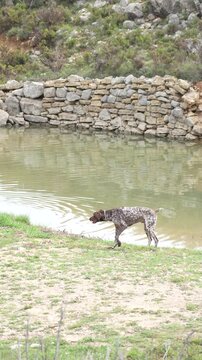 A dog is walking in the water near a river