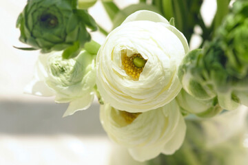 Bouquet of delicate spring flowers: a close-up photograph of a white buttercup with many petals and yellow stamens in the middle. Varieties of flowers in floristry: ranunculus Cloni Commedia.