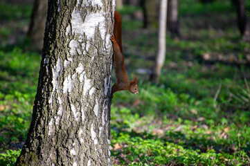 a squirrel climbs down the birch 