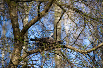 a dove is incubating eggs in a nest on a tree