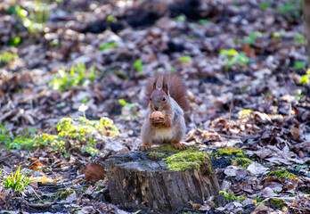 Fototapeta premium a squirrel sits on a stump in the park and holds a nut in its paws