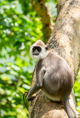 Gray hanuman langurs on a tree. Monkeys in the wild in the jungles of Sri Lanka. Troop of monkeys on trees. Wildlife scene with wild animals.