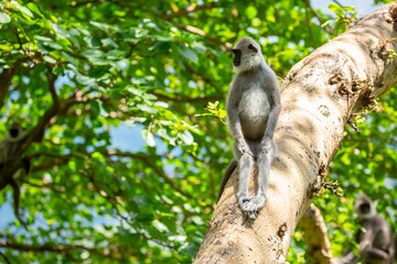 Gray hanuman langurs on a tree. Monkeys in the wild in the jungles of Sri Lanka. Troop of monkeys on trees. Wildlife scene with wild animals.