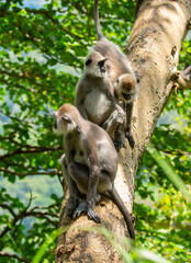 Gray hanuman langurs on a tree. Monkeys in the wild in the jungles of Sri Lanka. Troop of monkeys on trees. Wildlife scene with wild animals.