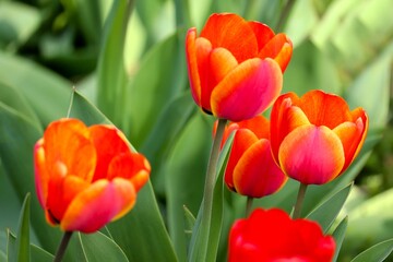 Fototapeta premium Tulpen in rot und gelb