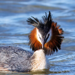 Great crested grebe
