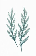 Illustration of Iceland moss. Blue-green sprigs set against white background. Nature-inspired decor, spa wellness, natural medicine, herbal tea products. Minimalist botanical design. Logo icon for