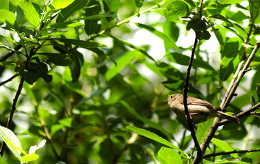 The marsh warbler sits in the greenery .Europe