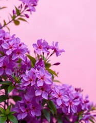 Obraz premium Vibrant purple blossoms against a soft pink backdrop, spring, vibrant