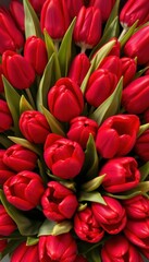 Fototapeta premium A vibrant bouquet of classic red tulips, tightly arranged, art, macro, love