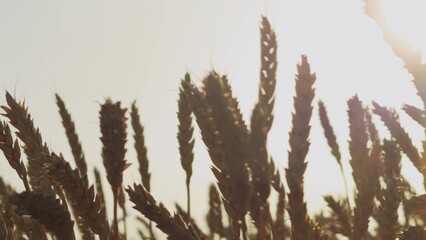 Agriculture focuses on wheat production. Farmers work the farm. Grain is harvested during peak...
