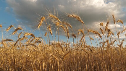 Golden wheat fields sway unde vast sky, agriculture thrives through rich harvest, farmers rely...