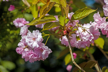 a branch in the sunshine with full pink blossoms of japanese cherry with green soft blurred background