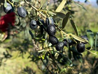 Organic Fresh Black Olive Harvest on Olive Tree Branch in Mediterranean Grove