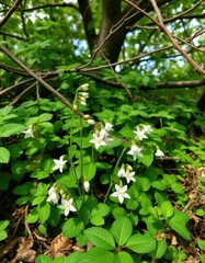 Obraz premium Delicate Campanula blossoms nestled amongst lush green foliage and tree branches, garden, spring