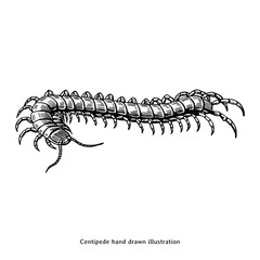 Centipede Hand Drawn Illustration, Vintage Insect Engraving Style