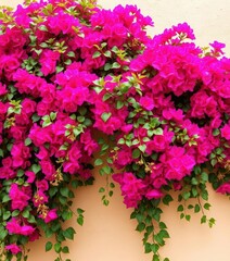 Vibrant bougainvillea cascading down a beige wall, background, house, flowers