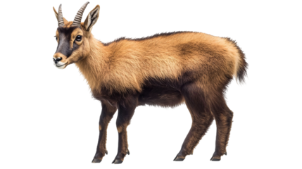 Chamois for Mountain Wildlife and Nature Display - Isolated on White Background
