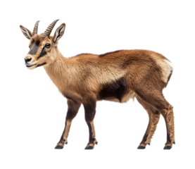 Chamois for Mountain Wildlife and Nature Display - Isolated on White Background
