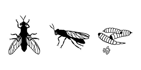  Black soldier fly in top view, side view, and life cycle stages with larvae and eggs. Black silhouette vector illustration isolated on white background. Adobe Illustrator Artwork © Yevheniia