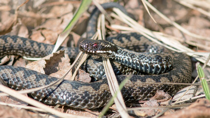 close up of a snake