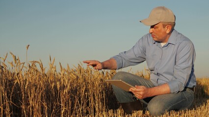 Crop specialist studies the condition of a wheat field, Man in a cap and blue shirt observes...