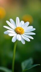 Obraz premium Single white daisy, vibrant petals, yellow center, bloom, floral