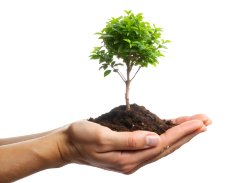 Tree plant in hand isolated on white background PNG