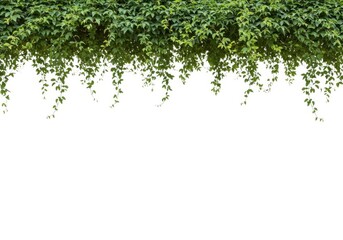 Obraz premium Stock photo of fresh green ivy vines isolated on white background