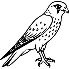 Minimal American Kestrel Vector Illustration on White Background