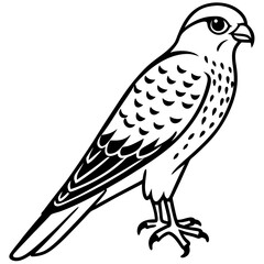 Minimal American Kestrel Vector Illustration on White Background