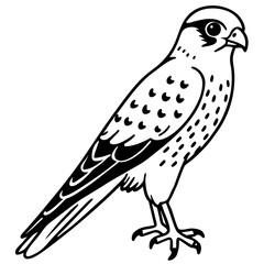 Minimal American Kestrel Vector Illustration on White Background