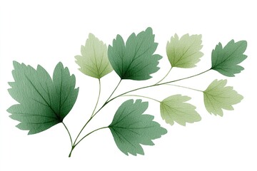 Fototapeta premium Fresh green leaves on a delicate branch showcasing different shades and textures in a natural setting