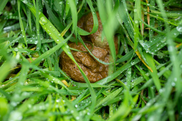 Dog feces on wet green grass with morning dew. Macro shot of pet waste hidden in lawn vegetation. Hygiene, dog walking and urban cleanliness concept