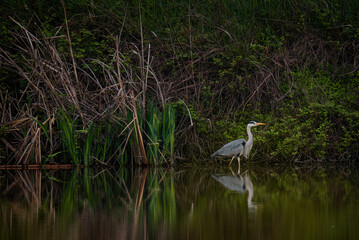 Reflected elegance. A heron's image graces the water's surface, mirroring its natural beauty.