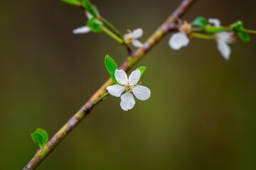 Fragile beauty. A single white flower in focus against a soft green backdrop. Nature's start.