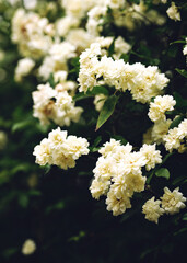 small white roses beautiful spring texture in the garden